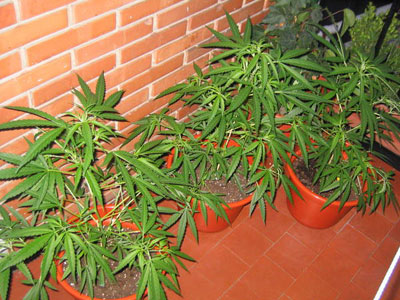 20090113142438-marihuana.jpg